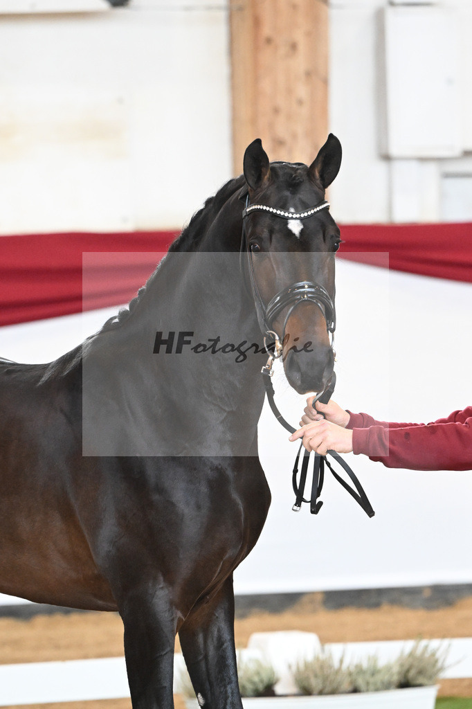 Kat-Nr. 52 Va Bene x Christ_2M2 Horses_47241477 | hf-fotografie - Realizzato con Pictrs.com