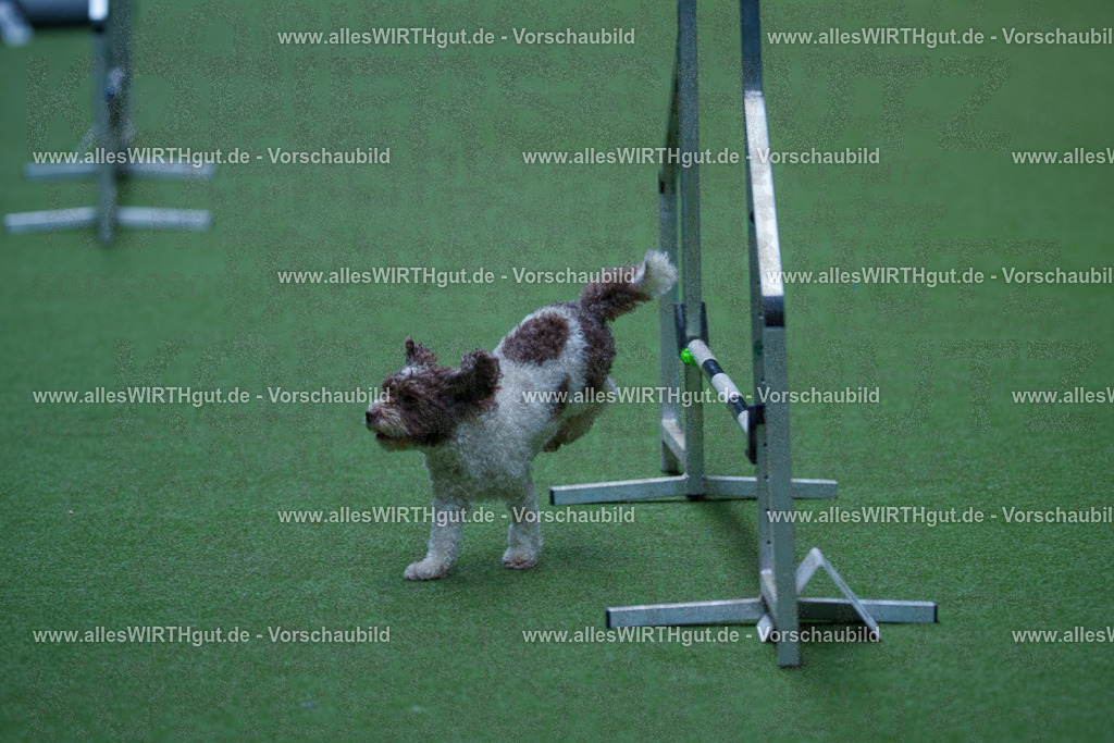 @allesWIRTHgut_Tierfotografie - www.allesWIRTHgut.de - 2604261331-7R502056 | Professionelle Tierfotografie in Mönchengladbach von Daniel Wirth (allesWIRTHgut). Liebevolle & natürliche Bilder von Hunden & Katzen für unvergessliche Erinnerungen.