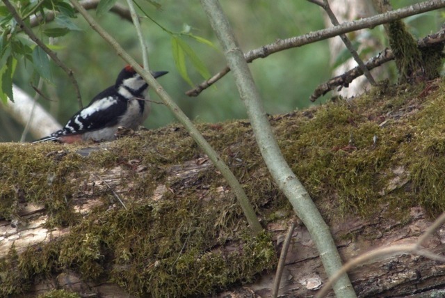 Buntspecht auf Totholz | Verkauf von Fotos und  Videoclips zumThema Natur.Motive sind Pflanzen, Tiere, Landschaftenund Wetter