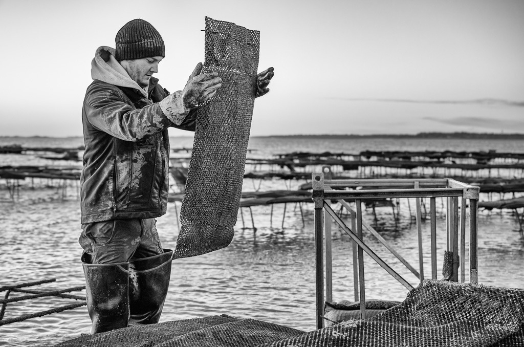 Austernzucht und -ernte auf Sylt durch Dittmeyer’s Austern-Compagnie © Holger Rüdel | Der Online-Shop von Holger Rüdel. Ausgewählte Fotografien als FineArt-Prints bestellen: Bildreportagen, Landschaften, Wildlife, Infrarot-Motive in Schwarzweiß und Zeitgeschichte im Bild. - Realisiert mit Pictrs.com