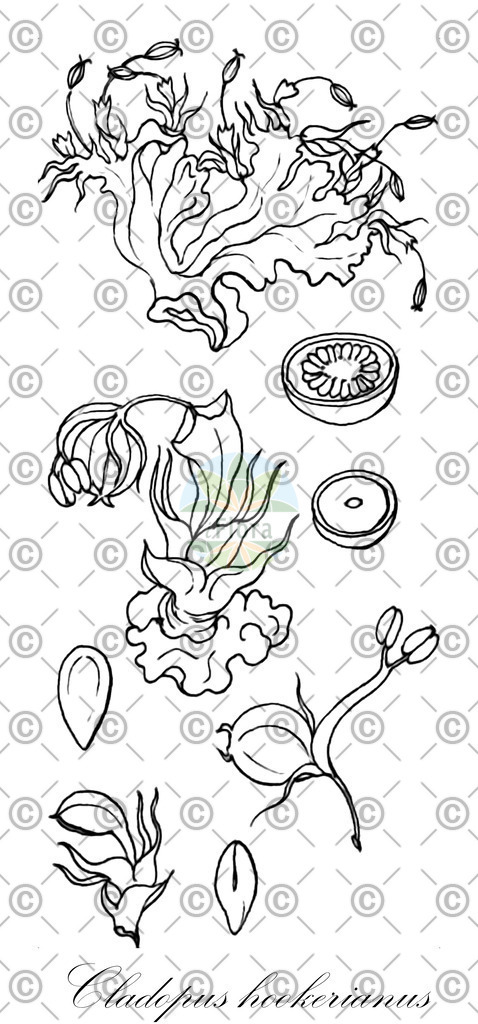 HistAbb_wfo-0000860222_1_ENZY_Simple | Historische Abbildung von Cladopus hookerianus - Podostemaceae | Historical Illustration of Cladopus hookerianus - Podostemaceae