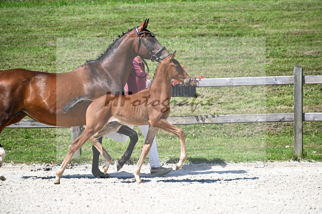 Kat-Nr. 8 Viva Gold x Ampere_HF_Lechl_24250236 | hf-fotografie - Realisiert mit Pictrs.com