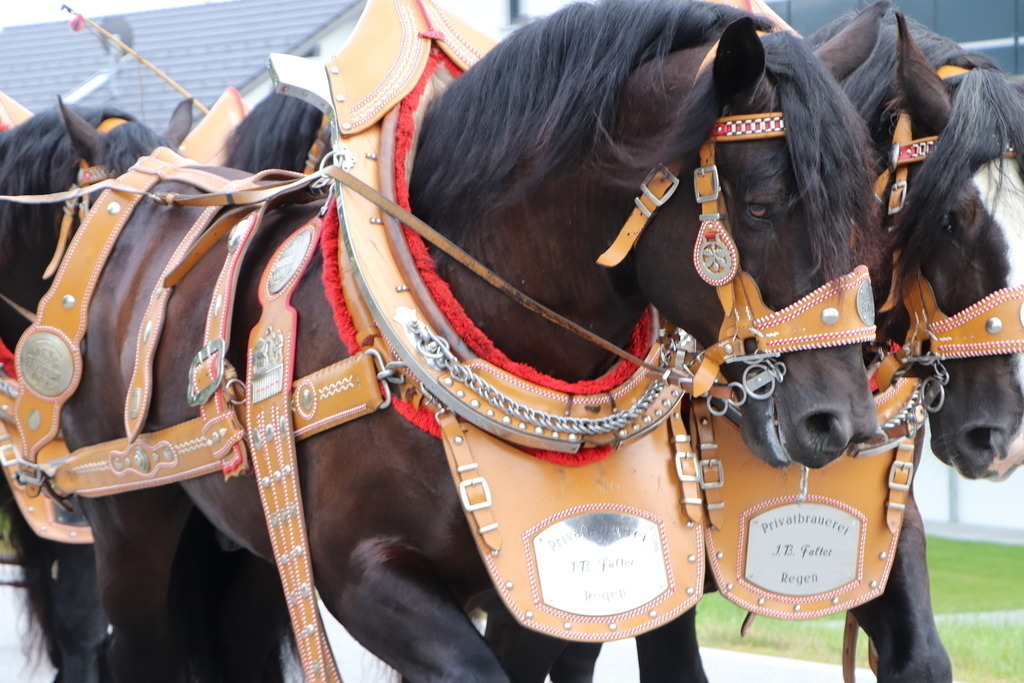 Das_Fest_150_Jahre_FFw_Hochdorf (899) | Professionelle Fotos Ihrer Veranstaltung? Pressebüro Thexterei Downloadbereich!   - Realisiert mit Pictrs.com