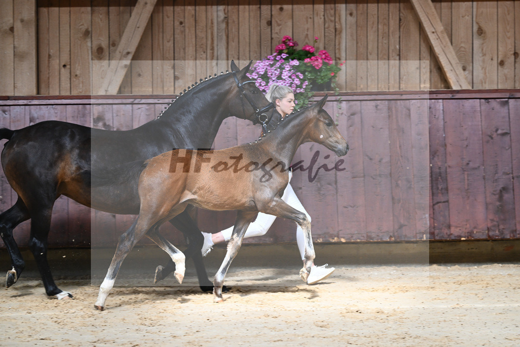 Kat-Nr. 3 HF Shu Fu_Sepp_26230032 | hf-fotografie - Realizzato con Pictrs.com