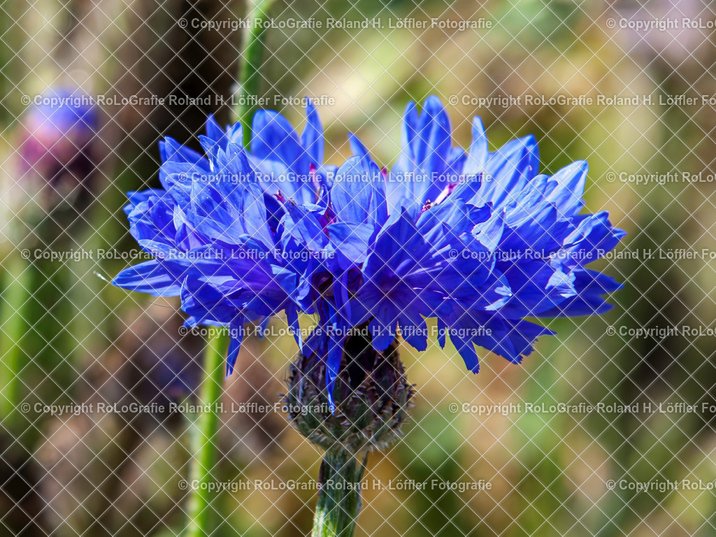 Echte Kornblume_Centaurea cyanus L_Familie-Asteraceae | Echte Kornblume_Centaurea cyanus L_Familie-Asteraceae - Realisiert mit Pictrs.com