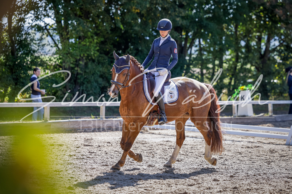 20250906-_3LI3594 | Tierfotografie Pferde, Hunde, Katzen, Haustiere.
Turnierfotografie Reitturniere, Reiten, Springreiten, Dressur in Hanau, dem Main-Kinzig-Kreis und dem Rhein-Main- Gebiet um Frankfurt