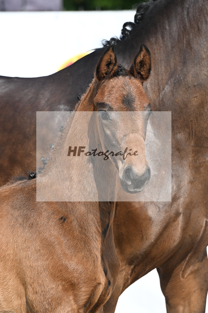 Sane x Fuerst Romancier_SF_Fritz_12250062 | hf-fotografie - Realisiert mit Pictrs.com
