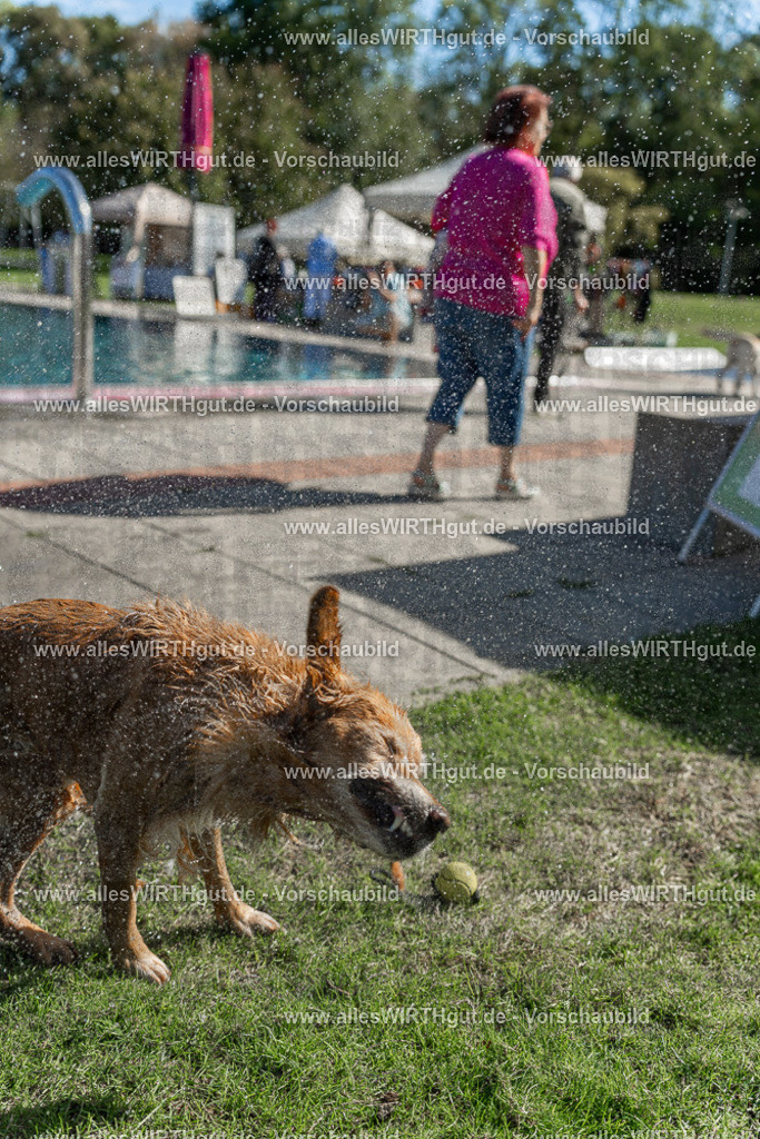 Hundeschwimmen_Volksbad_2026-allesWIRTHgut_Tierfotografie-2609061059-100943-7R509304 | Professionelle Tierfotografie in Mönchengladbach von Daniel Wirth (allesWIRTHgut). Liebevolle & natürliche Bilder von Hunden & Katzen für unvergessliche Erinnerungen.