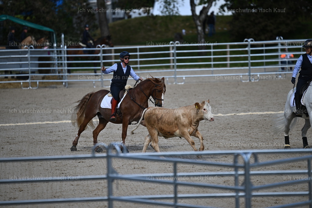 PI26_COW_Sara Landvogt226_7160.JPG | working equitationturnier fotograf videograf stoibphotography marixx film working equitation deutschland reitsport turnierfotografie eventfotografie equestrian events