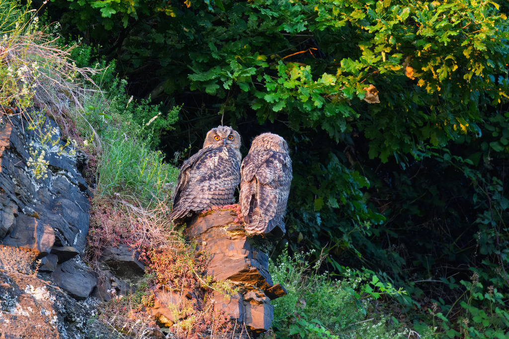 Eulen | Eulen Teenager am Stux - Realisiert mit Pictrs.com