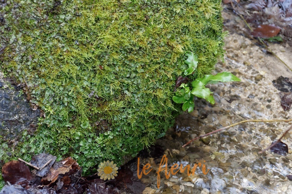 DSC_0287-NEF_DxO_PRIME | Dies ist der Shop von Florian Blum - le fleuri. Langenthal, Bern, SchweizSie können hier meine oder ihre eigenen Fotos als Fotoprodukte kaufen. Tassen, Schlüsselanhänger, Taschen etc. können Sie hier gestalten.  - Realisiert mit Pictrs.com