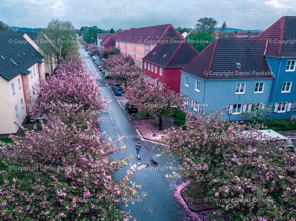 Skate Kirschblumen (2 von 5) | dp-photography - Realisiert mit Pictrs.com