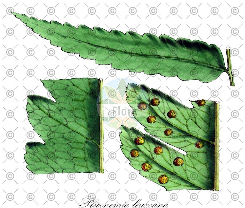 HistAbb_wfo-0000779302_1_ENZY_Simple | Historische Abbildung von Pleocnemia leuzeana - Dryopteridaceae | Historical Illustration of Pleocnemia leuzeana - Dryopteridaceae