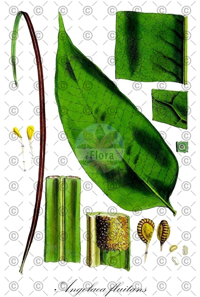 HistAbb_wfo-0000536542_325_ENZY_Simple | Historische Abbildung von Angolaea fluitans - Podostemaceae | Historical Illustration of Angolaea fluitans - Podostemaceae