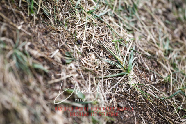 DKP41719 | Deine Turnierfotos vom Reitturnier online kaufen: Dressur, Springen & Siegerehrung. Professionelle Pferdefotografie aus dem Rheinland – als Download & Print.Alternative: Turnierfotograf für den Pferdesport: Finde deine Fotos von Dressur- und Springturnier