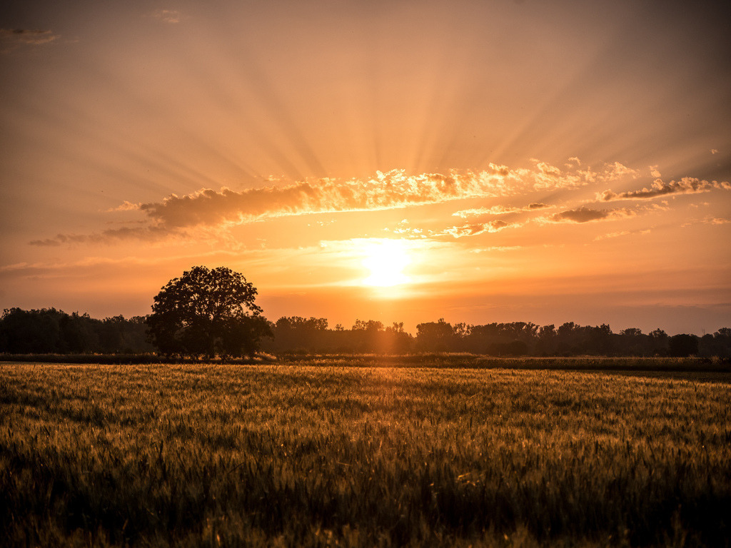 Badische Savanne | Sommerliche Lichtstimmung mit Sonnenuntergang über den Feldern der Rheinebene - Realisiert mit Pictrs.com