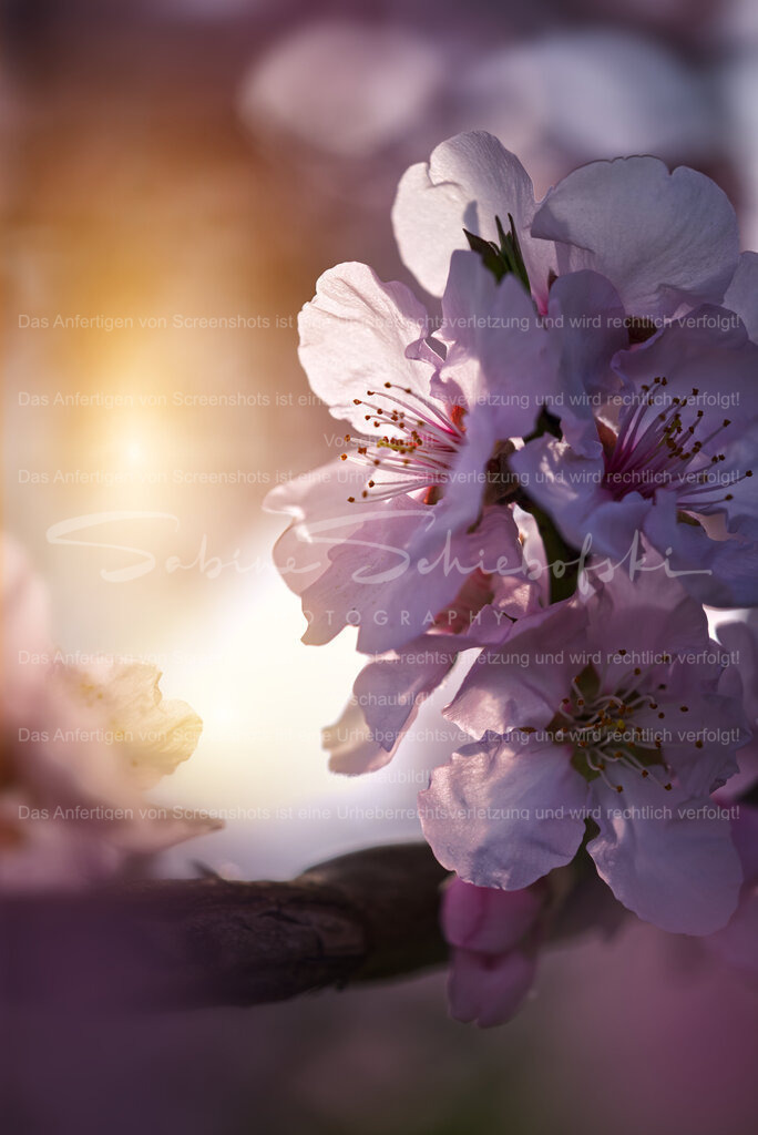 Zauberhafte Mandelblüte | Ein Ast mit Mandelblüten im romantischen Gegenlicht - Realisiert mit Pictrs.com