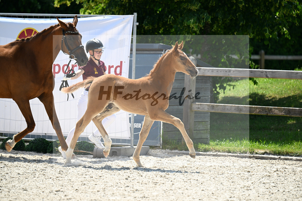 Kat-Nr. 17 Va Bene x Quantensprung_HF_Feigl_15250979 | hf-fotografie - Realizzato con Pictrs.com