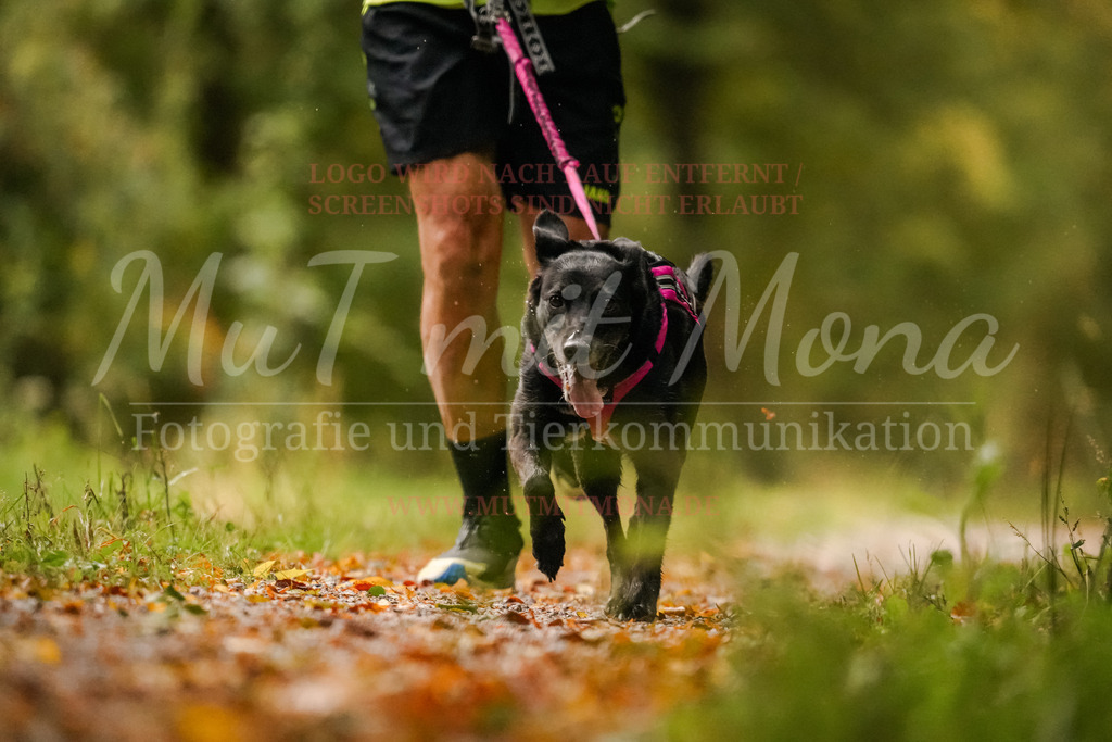 20251005_THS_Turnier-52 | MuT (Mensch und Tier) mit Mona - Fotografie und Tierkommunikation - Realisiert mit Pictrs.com