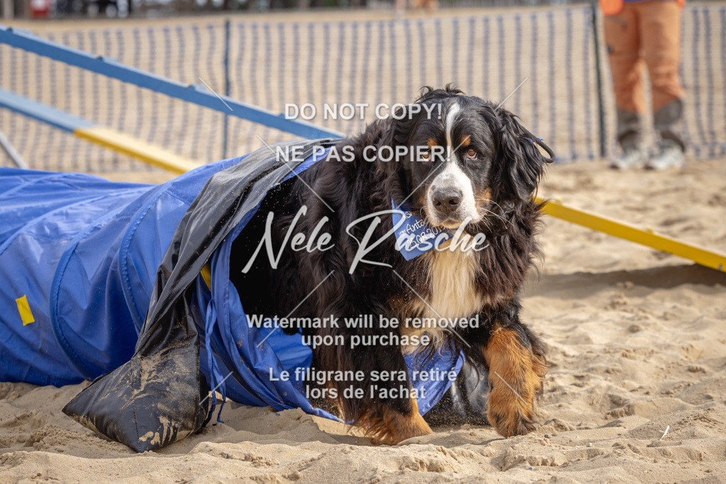 nelerasche_BuHu2026_So09-10_81 | nelerasche