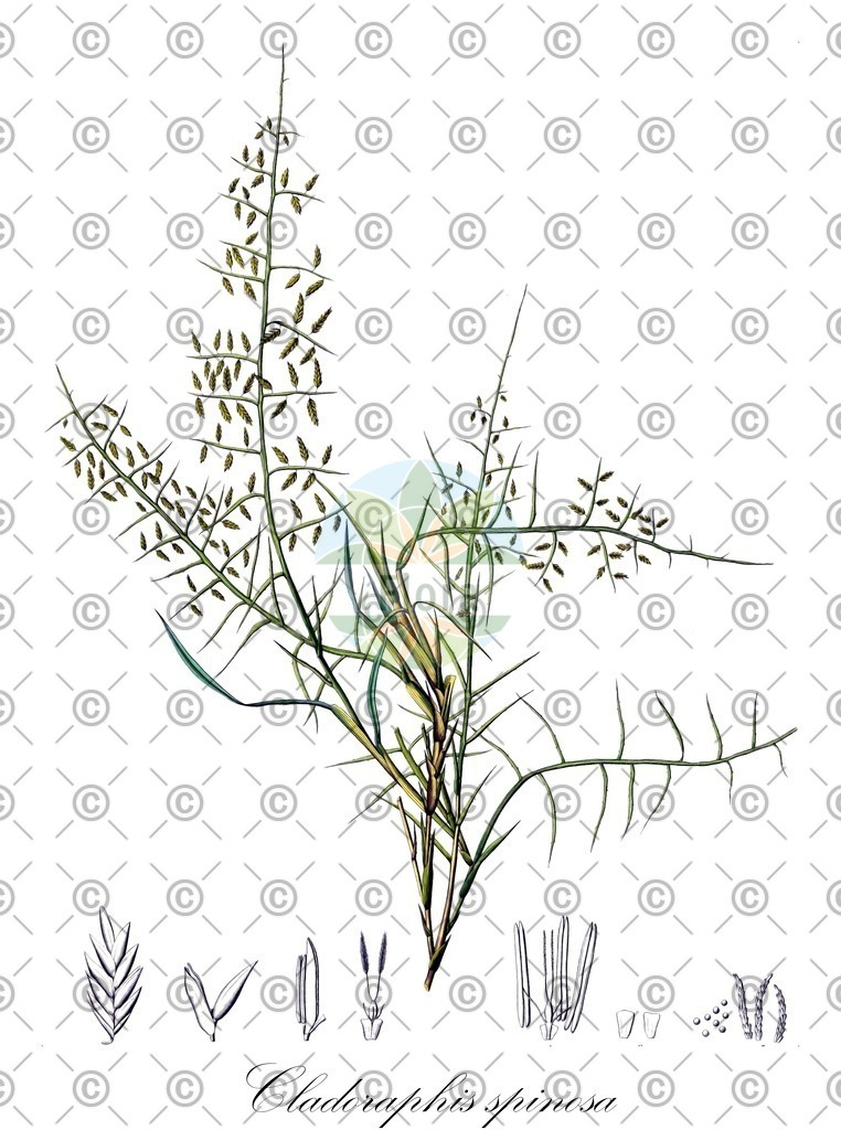 HistAbb_7NSZZ_1_ENZY_Simple | Historische Abbildung von Cladoraphis spinosa - Poaceae | Historical Illustration of Cladoraphis spinosa - Poaceae