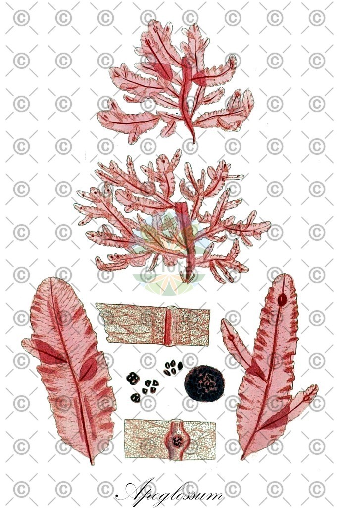 HistAbb_YXH_2_ENZY_Simple | Historische Abbildung von Apoglossum - Delesseriaceae (0) | Historical Illustration of Apoglossum - Delesseriaceae (0)