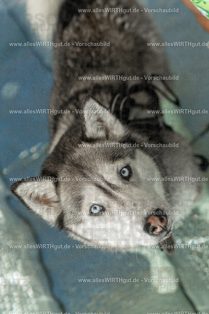 Hundeschwimmen_Volksbad_2026-allesWIRTHgut_Tierfotografie-2609061358-7R500993 | Professionelle Tierfotografie in Mönchengladbach von Daniel Wirth (allesWIRTHgut). Liebevolle & natürliche Bilder von Hunden & Katzen für unvergessliche Erinnerungen.