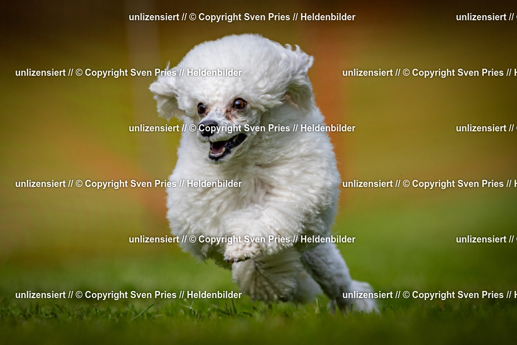 Sven Pries | 2024-09-22 - Hunderennen Baden-BadenPudelverein - Realisiert mit Pictrs.com