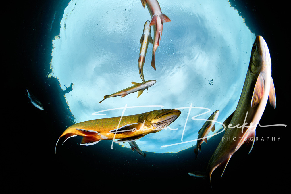 Ein Rundes Ding | Einzigartige Wandbilder von faszinierenden Unterwasserwelten. Exklusive Kunst für Empfangsbereiche, Wohnraum oder Wartezimmer. - Realisiert mit Pictrs.com