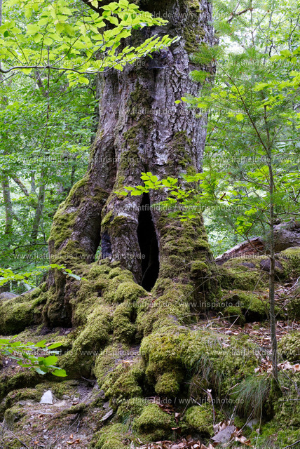 Hohler Baumstumpf im Baybachtal | Gesehen im Baybachtal