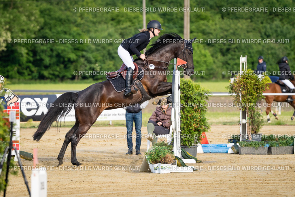 DSC02486 | Pferdegrafie