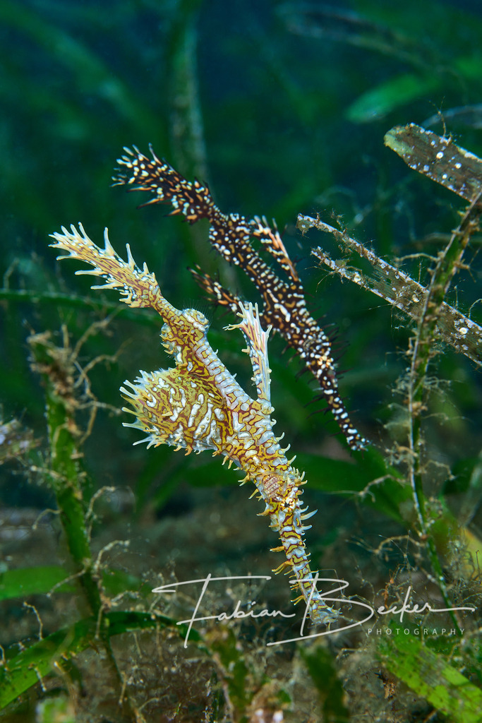 Doppelpack | Einzigartige Wandbilder von faszinierenden Unterwasserwelten. Exklusive Kunst für Empfangsbereiche, Wohnraum oder Wartezimmer. - Realisiert mit Pictrs.com