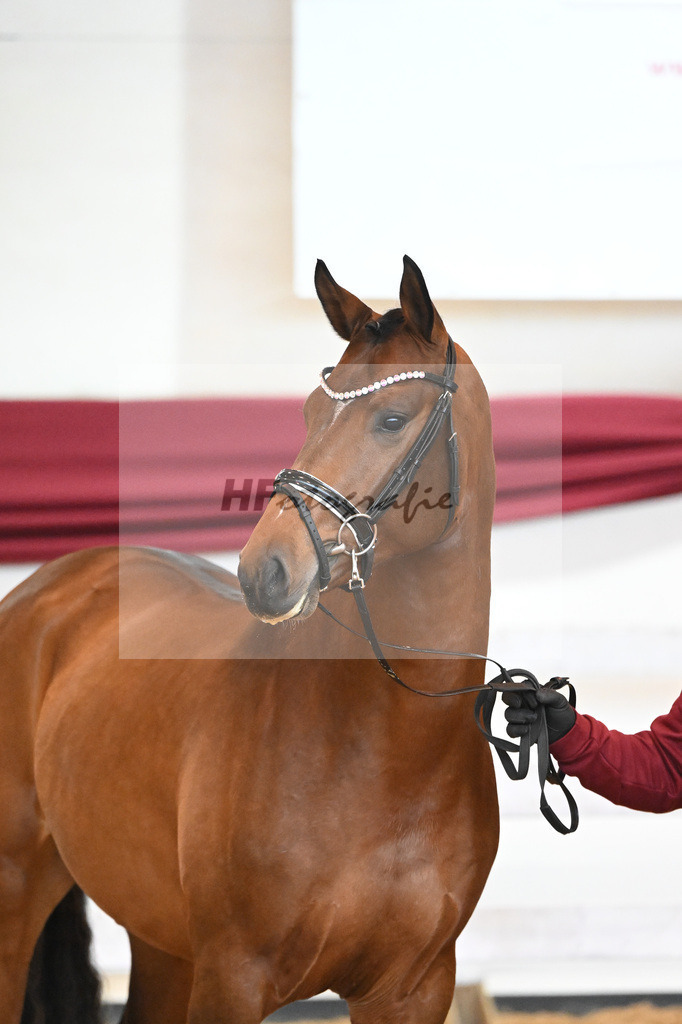 Kat-Nr. 1 v. Alaba_Wilbers_66221098 | hf-fotografie - Realisiert mit Pictrs.com