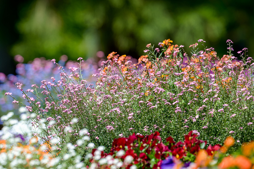 Frühlingsblumen | Farbenfroh leuchten diese Frühlingsblumen im Park Planten un Blomen in Hamburg. Im Vorder- sowie Hintergrund verschmelzen Farben und Lichtpunkte luftig zart ineinander. - Realisiert mit Pictrs.com