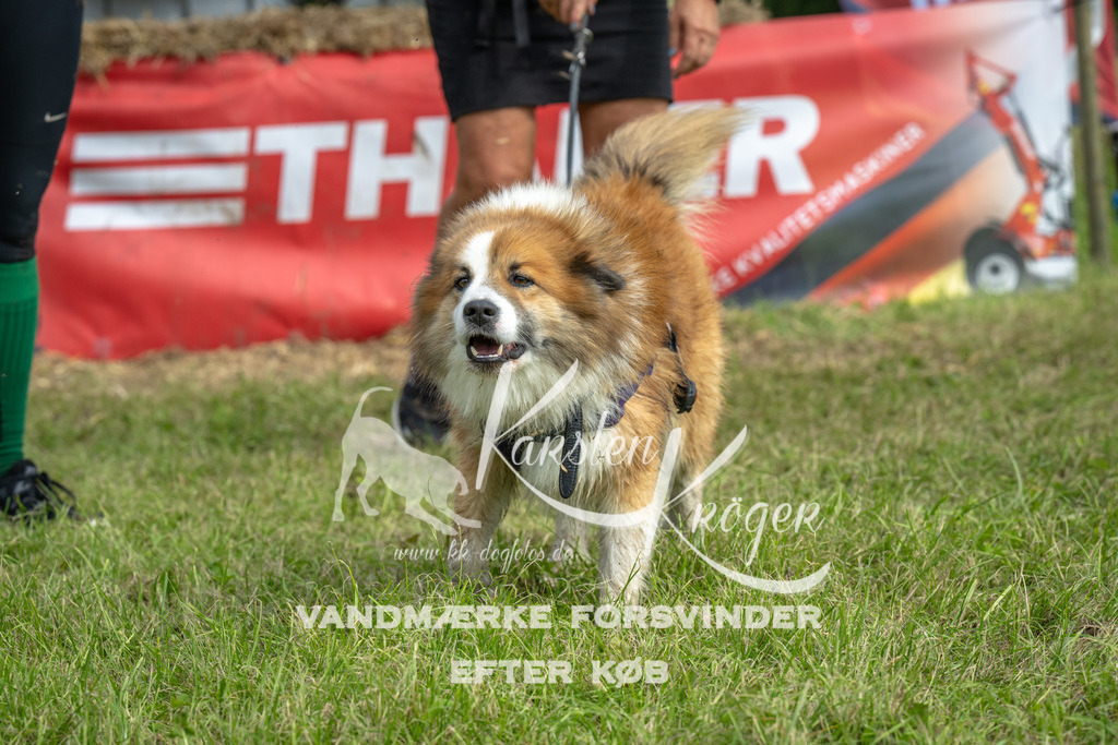 1322_ZZ93169 | kk-dogfotos