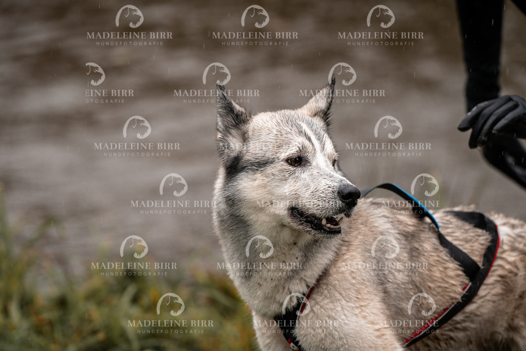 madeleinebirr-fotografie2025.campcanis.11-12Uhr-317 | hundefotografie-birr