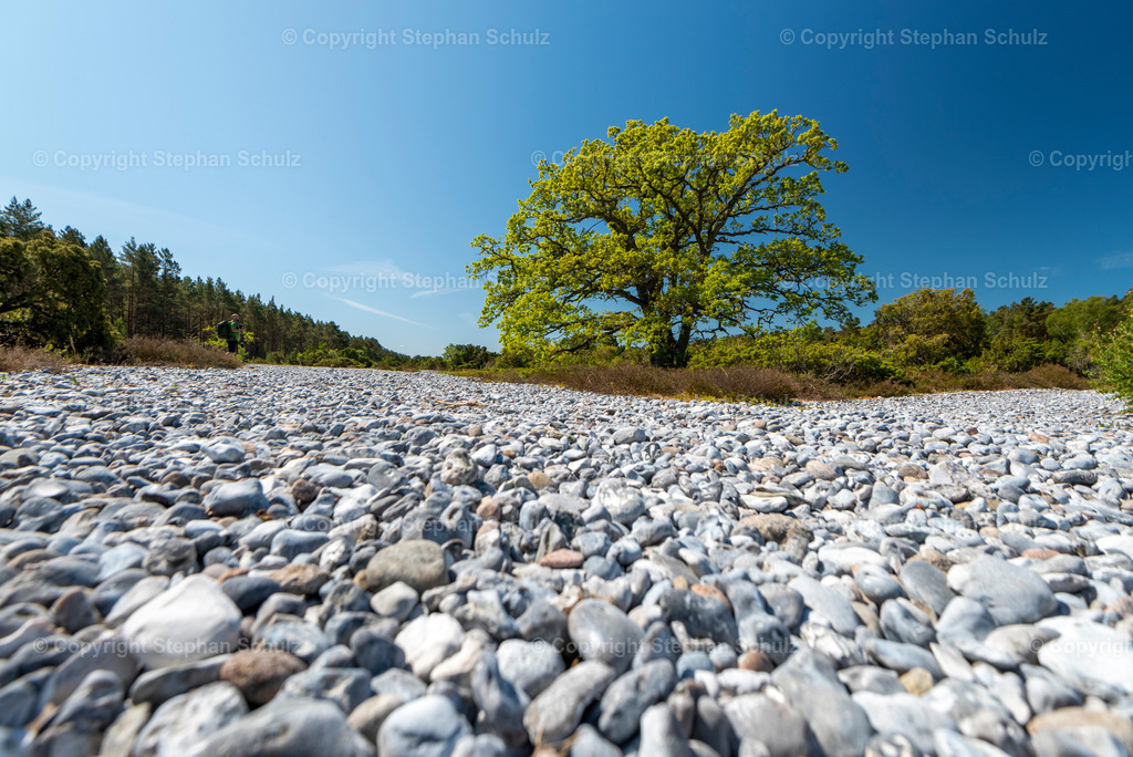 Feuersteinfelder auf der Insel Rügen | Hunderttausende Feuersteine liegen neben einer alten Eiche. Sie gehören zu den Rügener Feuersteinfeldern, die während der letzten Eiszeit entstanden sind. Das Steinerne Meer, wie die Feuersteinfelder auch genannt werden, befindet sich an der Ostseeküste nahe der Ortschaften Mukran, Prora und Spyker auf der Insel Rügen.  - Realisiert mit Pictrs.com