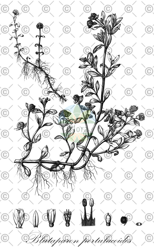 HistAbb_EMP_37421_SRC_Schlechtendal_FLORAD_SIMPLE | Historische Abbildung von Blutaparon portulacoides - Amaranthaceae | Historical Illustration of Blutaparon portulacoides - Amaranthaceae