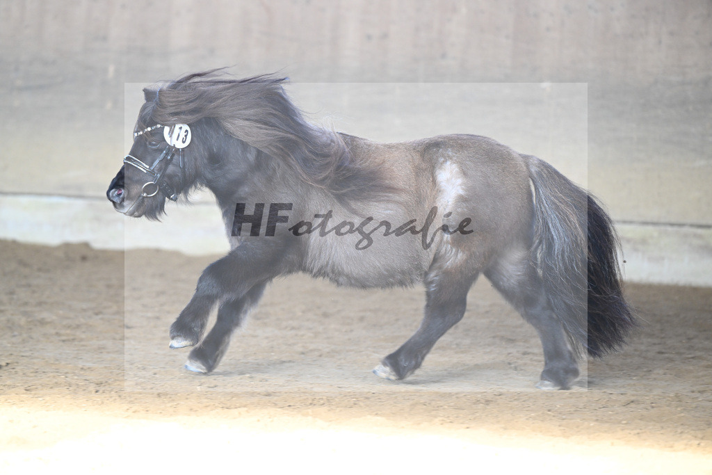 Kat-Nr. 13 Tassilo vom Radebachtal v. MLs Tamino_Gossing_49250585 | hf-fotografie - Realisiert mit Pictrs.com