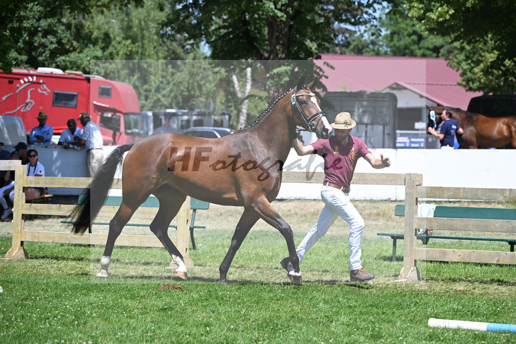 Kat-Nr. 16 Akira v. Jasper_Wohlsperger_19250381 | hf-fotografie - Realizzato con Pictrs.com
