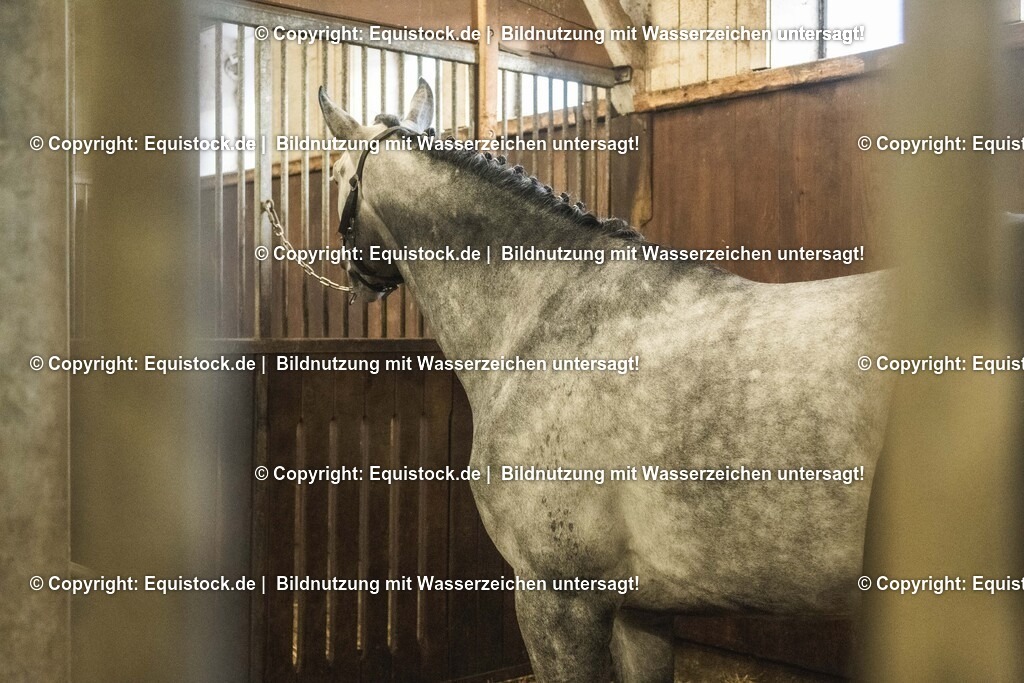 20240302_Hengstvorstellung_Marbach_TOMsPiC_0026 | equistock