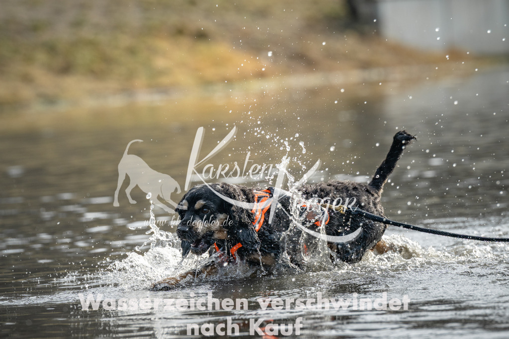 0955_ZZ94661 | kk-dogfotos