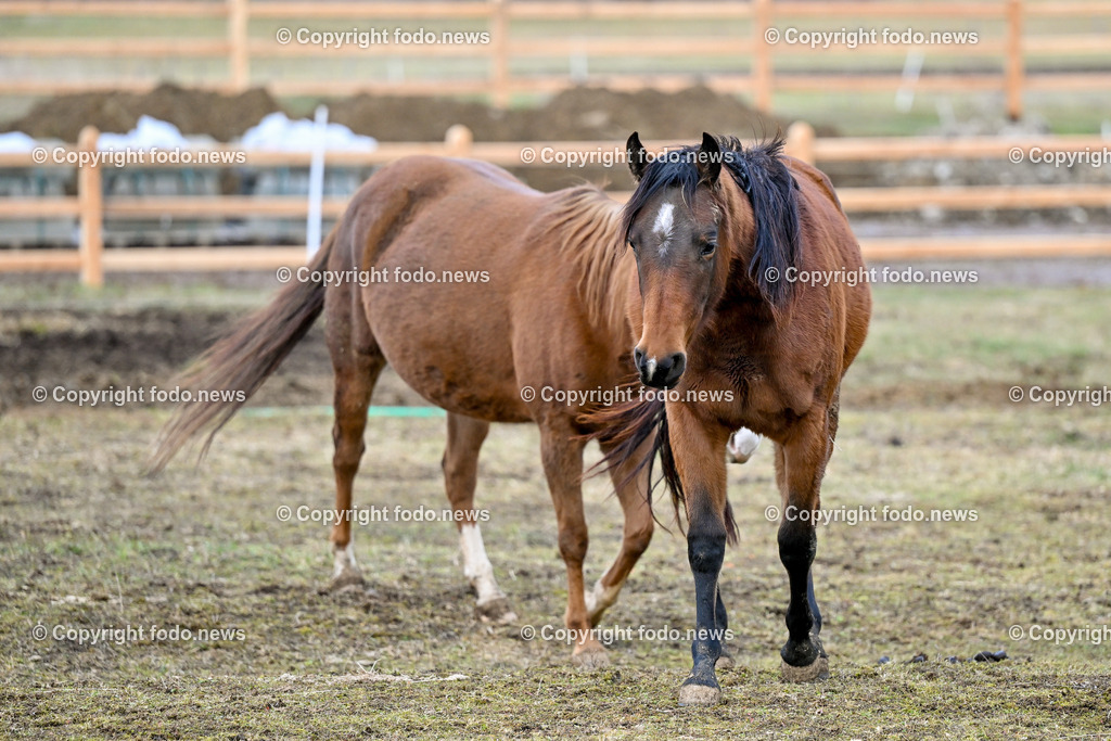 Pferde_ 29.12.2024-5 | 29.12.2024, Rajec, SVK, Themenbild, Pferde, im Bild Pferd, Pferde, Stute, Hengst, Fohlen, Quarter Horse, Ranch, Weide, Hof, Wiese, Stall, Nutztier, Tier