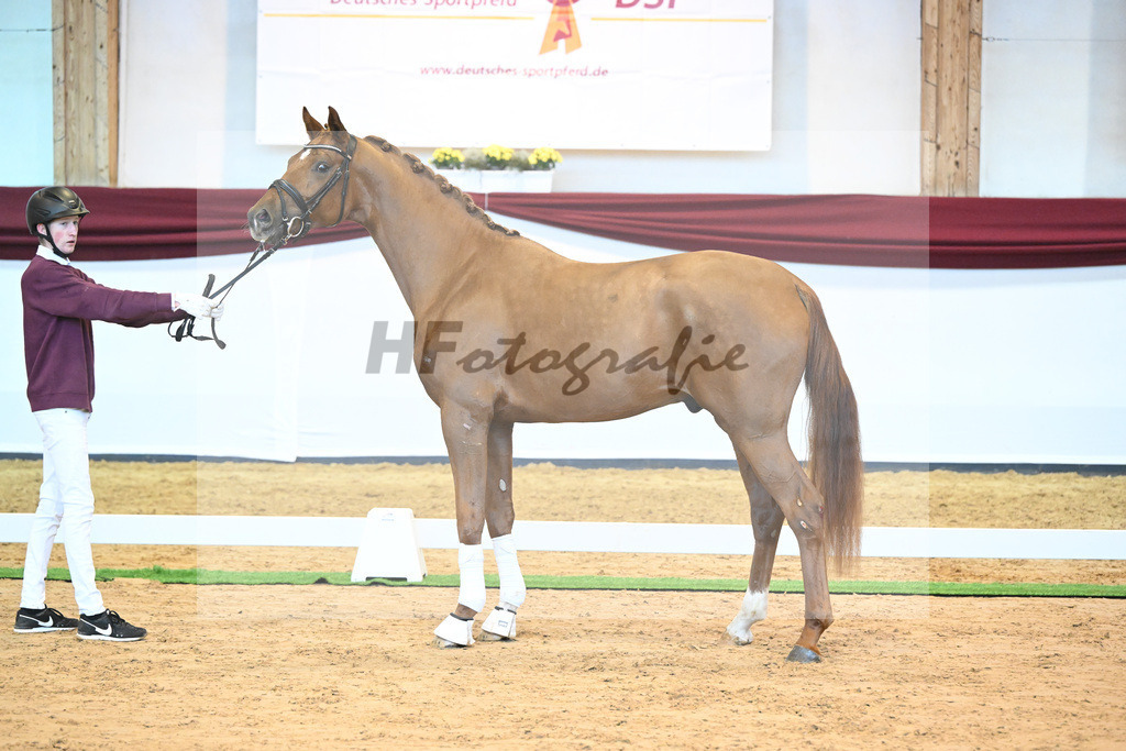 Kat-Nr. 18 v. Desperados_RIH Sportpferde GmbH_66220185 | hf-fotografie - Realisiert mit Pictrs.com