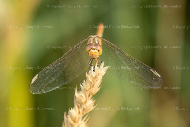 202237 | Tierfotografie, Tierkalender, Tierbilder, Insekten, Spinnen, Vögel, Schmetterling, Libellen, Leinwand, Colorkey, Qualität, Geschenkartikel, Geschenk - Realisiert mit Pictrs.com