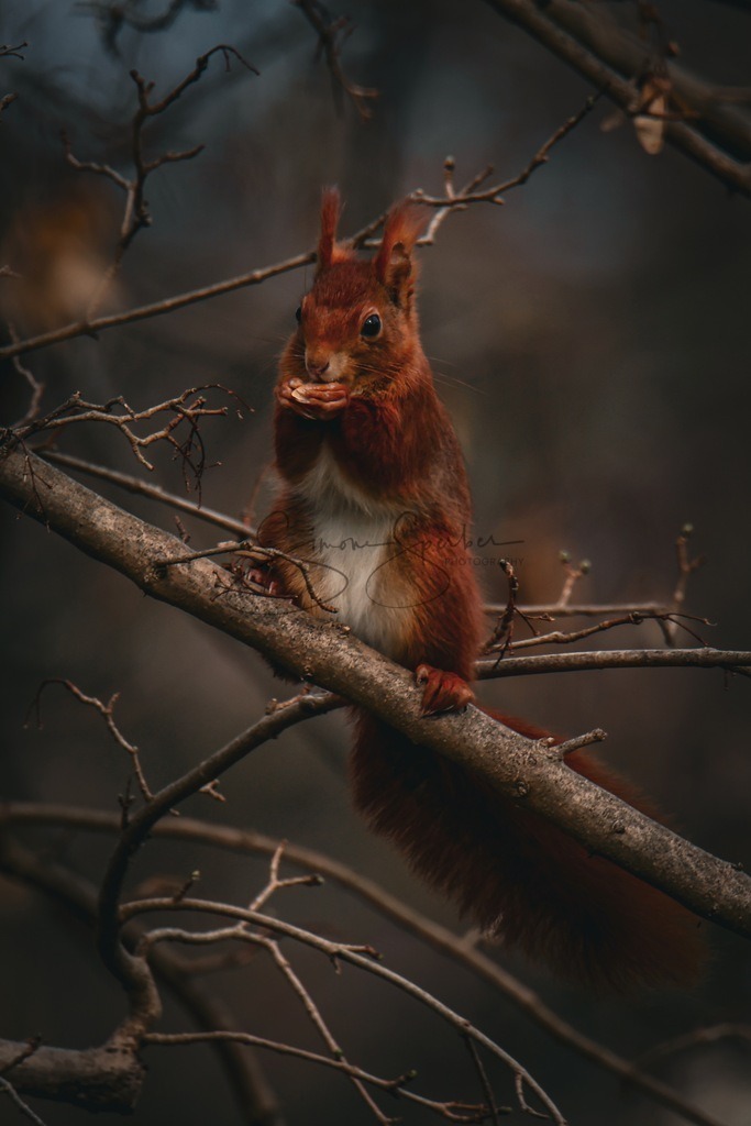 Eichhörnchen  | Simone Sperber, svb-photography,Fotografin,Bilddesignerin,Naturfotografie,Macrofotografie,Tierfotografie,Wildtierfotografie,Ausstellungen,Auftragsfotografie,Kunst,Art,Photographer,Shootings,Bildberatbeitung,Galerie,Shop