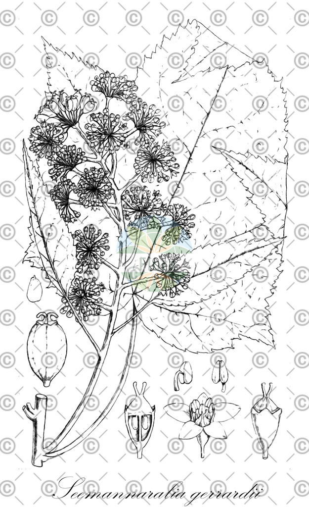 HistAbb_wfo-0000502006_1_ENZY_Simple | Historische Abbildung von Seemannaralia gerrardii - Araliaceae | Historical Illustration of Seemannaralia gerrardii - Araliaceae