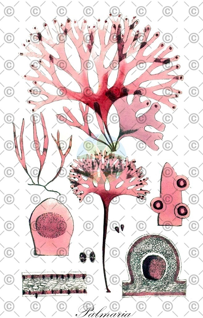 HistAbb_6CTR_2_ENZY_Simple | Historische Abbildung von Palmaria - Palmariaceae (0) | Historical Illustration of Palmaria - Palmariaceae (0)