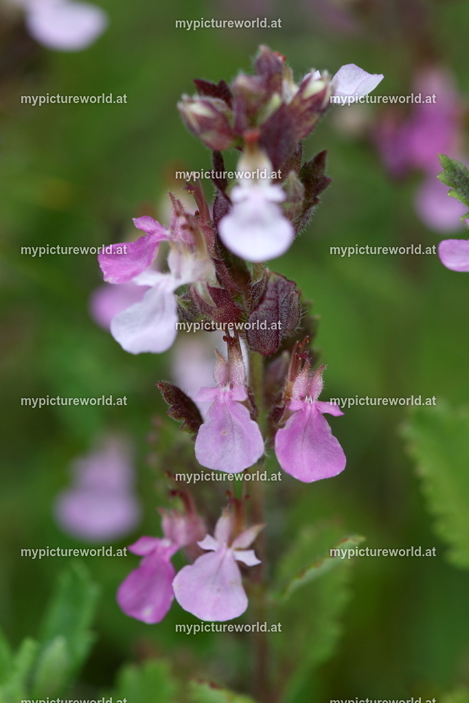 Edel-Gamander-002 | Das Bilderarchiv über Tiere, Planzen und Landschaften. In der Bilddatenbank finden Sie ein große Auswahl an hochwertigen Bilder für Ihre Werbung - Realisiert mit Pictrs.com