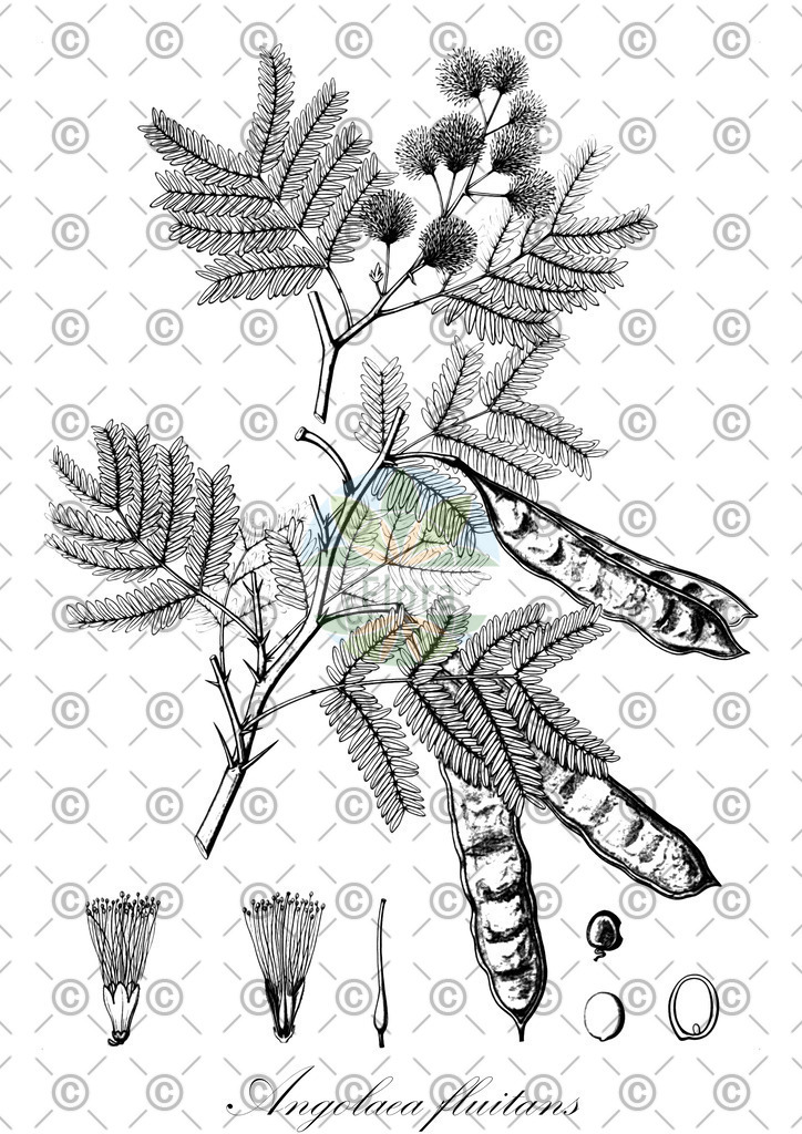HistAbb_wfo-0000536542_458_ENZY_Simple | Historische Abbildung von Angolaea fluitans - Podostemaceae | Historical Illustration of Angolaea fluitans - Podostemaceae